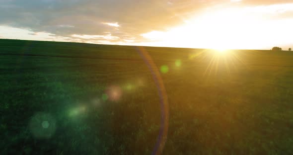 Flight Above Rural Summer Landscape with Endless Yellow Field at Sunny Summer Evening. Agricultural