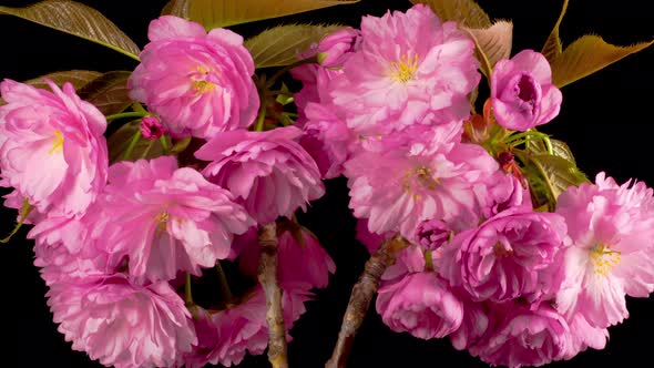 Cherry Blossom. Time Lapse of Beautiful Opening Pink Sakura Flowers Bunch.