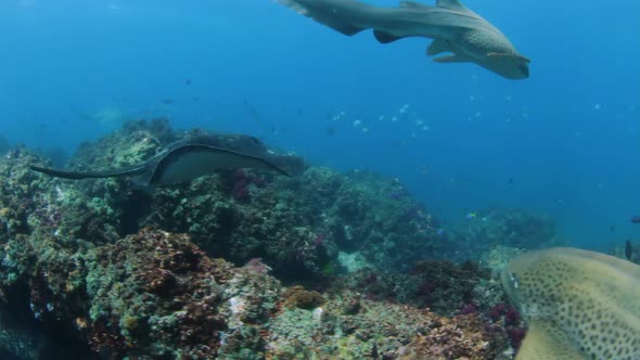 Swimming along side a large Bull Ray with sharks swimming around