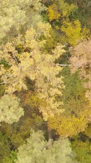 Vertical Video Trees in the Autumn Forest in the Afternoon