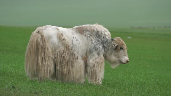 White Long-Haired Male Yak Ox in Asian Meadow