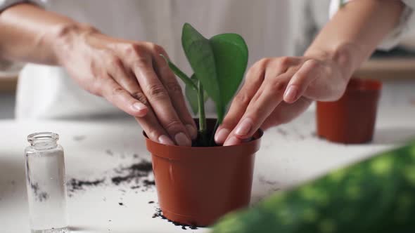 Care Of Houseplants, Transplantation Of Houseplants. Preparing Indoor Plants For Spring. Woman Home