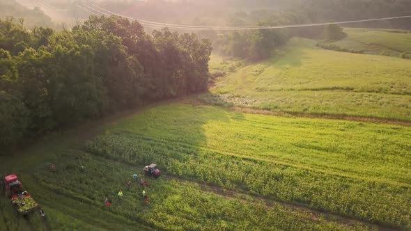 Aerial of tractor and corn wagon in corn field with workers on a foggy summer morning.