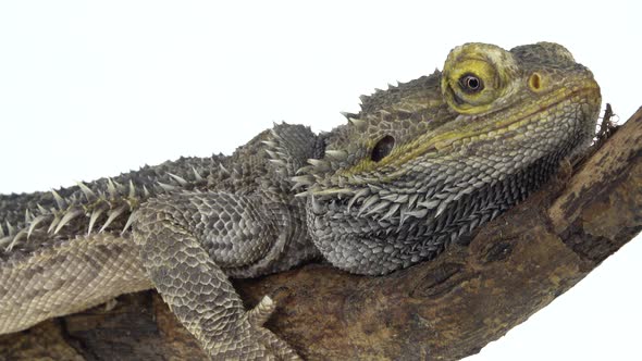 Lizards Bearded Agama or Pogona Vitticeps on Wooden Snag at White Background in Studio