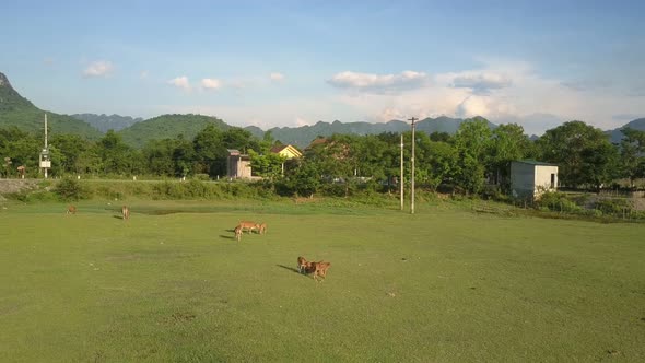 Calm Buffaloes Graze on Green Meadow Against Asphalt Road