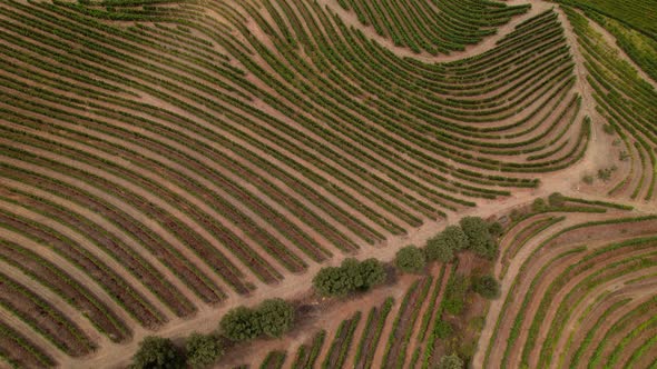 Aerial of Vineyards in Douro Valley