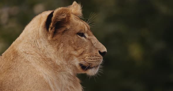 Lion Cub In Profile In Safari Park