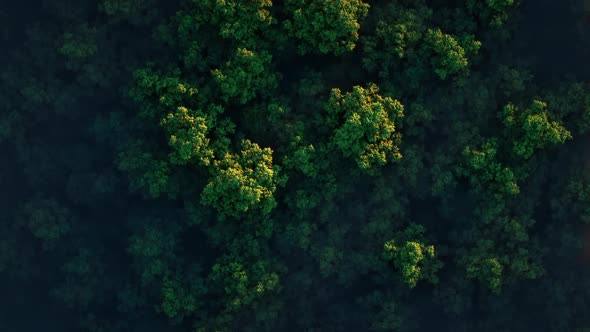 Camera Moves Rising Up From Green Forest