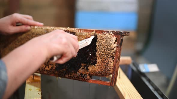 Beekeeper Unseals Honeycomb with a Scraper To Remove Wax and Subtract Honey