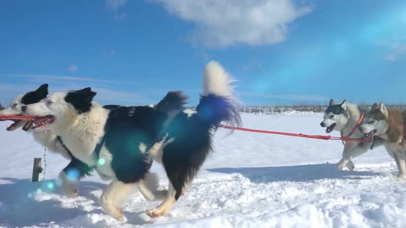 Dogs Harnessed By Dogs Breed Husky Pull Sled with People Slow Motion Video Loop