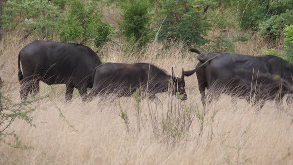 Herd of African buffalos at Bwabwata National Park