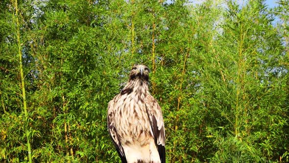 Black Kite