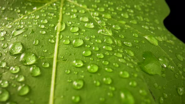 Green Leaves with Drops of Dew or Moisture on an Isolated Black Background