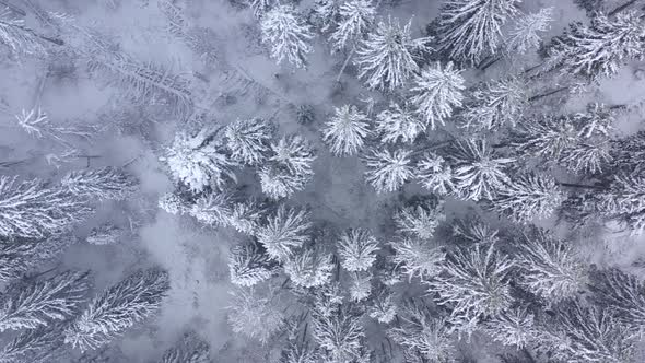 Flight Over Snowstorm in a Snowy Mountain Coniferous Forest Foggy Unfriendly Winter Weather