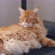 A tired red Maine coon cat lying on a treadmill - VideoHive Item for Sale