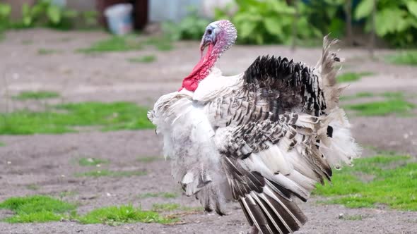 Big Mature Turkey on the Farm