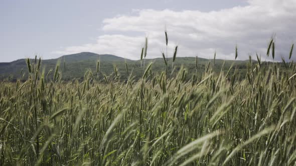 Green Unripe Wheat Swaying On A Windy Day In Charlevoix. - static