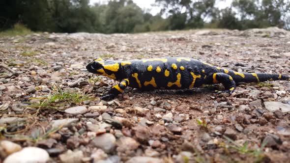 Pregnant European fire salamander 