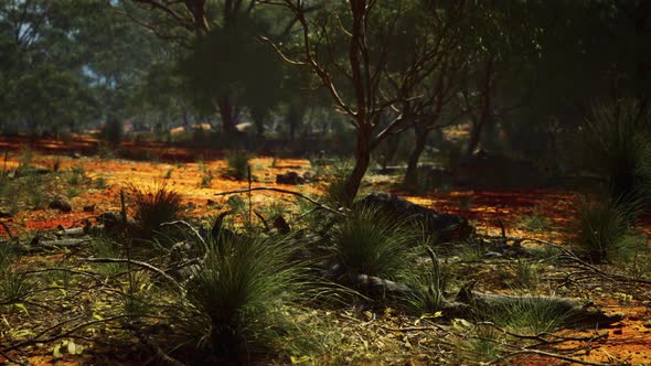 Red Sand Bush with Trees