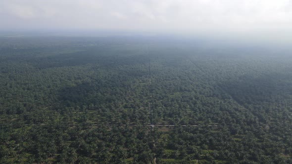 Aerial View of The Palm Oil Estates