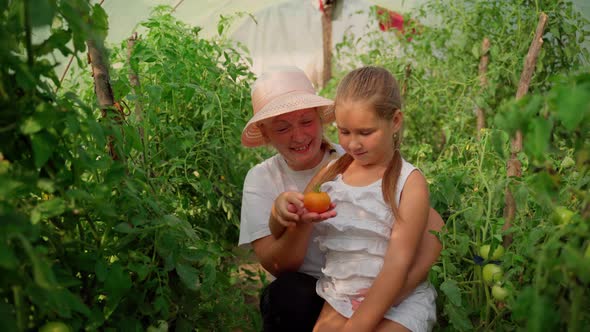 Woman and girl inspecting looking at tomato in greenhouse. Cute child granddaughter and grandmother