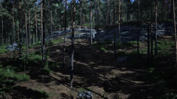 Pine Forest on the Mountainside