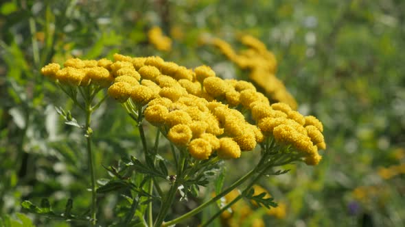 Herbal plant tansy Tanacetum vulgare close-up 4K footage