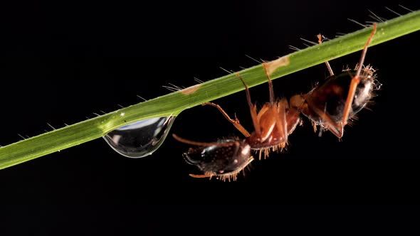 Ant Drinking Water Drop On Grass Leaf, Black Background