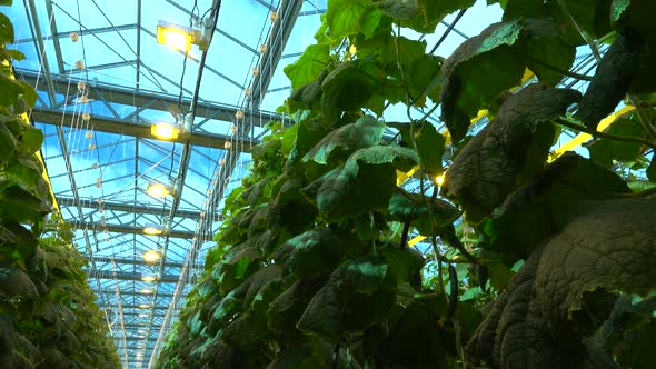 Cucumbers in the greenhouse