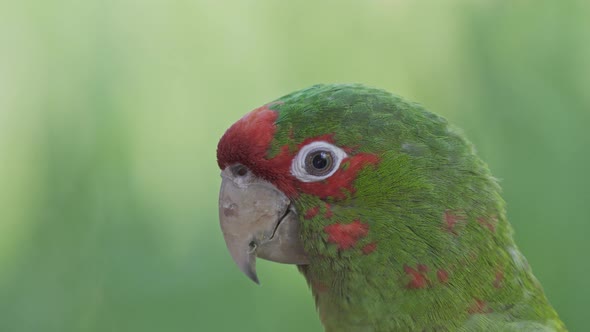 Close up of a cute green and red mitred parakeet resting peacefully surrounded by nature