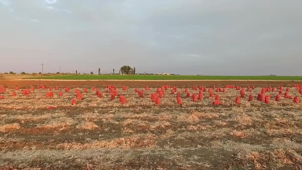 Field with Collected Onions and Left on the Field from Bird's-eye View