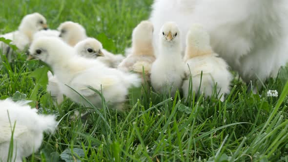 New Life as Silkie Chicken Chicks are Born during Springtime