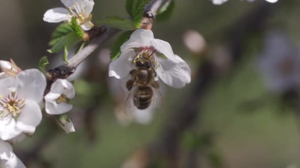 Honey Bee Harvesting Pollen and Nectar on Blooming White Flowers Apple Trees in Springtime Days