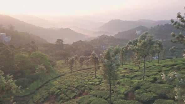 Aerial view of tea plantations in the hills, at sunrise, Kerala, India