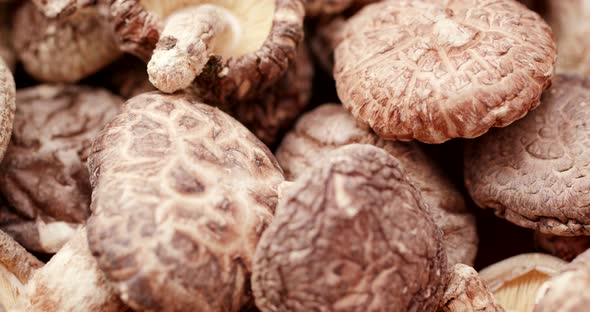 Chinese medicine dry mushroom