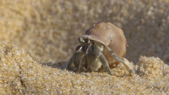 Hermit Crab On Beach