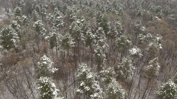 Slow flight above forest tree tops under snow 4K drone footage