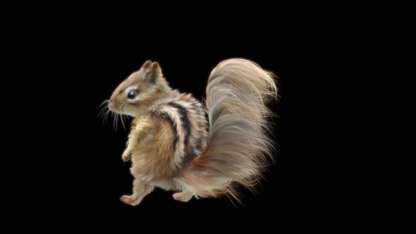 77 Chipmunk Dancing HD