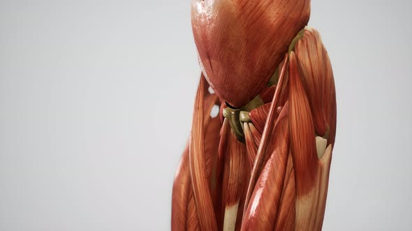 Muscular System of Human Body Animation alt