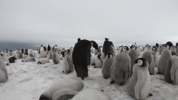 Emperor Penguins with Chiks Close Up in Antarctica