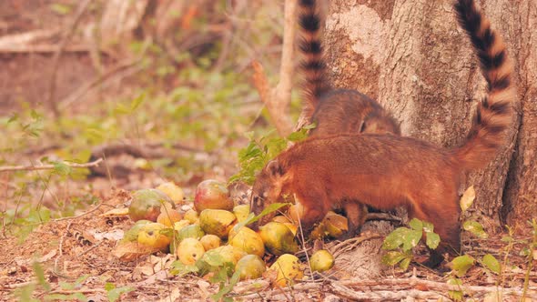 Coatis eating fruits, context: volunteers in Pantanal helping wildlife after wildfires