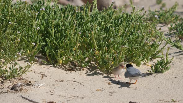 high frame rate clip of a little tern chick being fed a fish