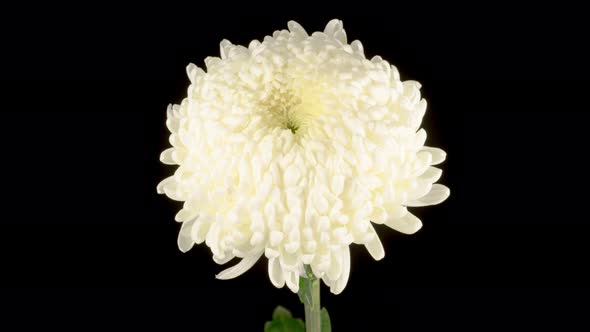 Beautiful White Chrysanthemum Flower Opening 