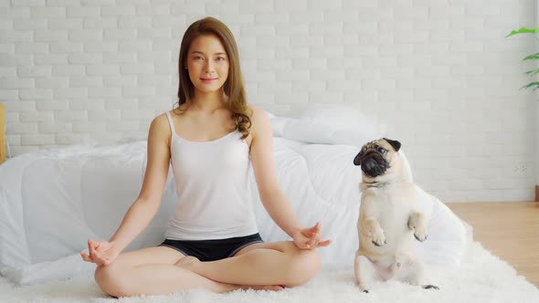 Asian woman practice yoga lotus pose with dog pug breed enjoy and relax with yoga