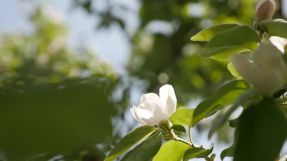 Slow motion quince tree branches on the wind 1920X1080 HD footage - Shallow DOF spring flowers of Cy