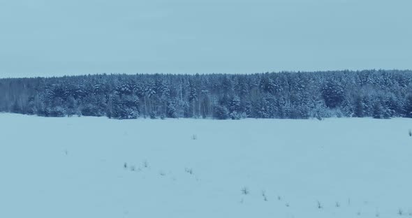 Drone Flies Along the Winter Forest the Trees are Covered with Snow