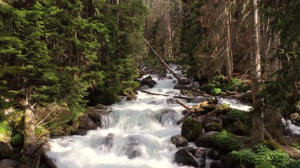 Mountain River in the Wood