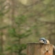 Closeup of a Chipmunk and a Small Bird Eating Seeds Sitting on a Stump in the Forest Slow Motion - VideoHive Item for Sale