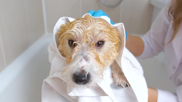 The girl wipes a wet Jack Russell Terrier with a white towel. grooming procedure