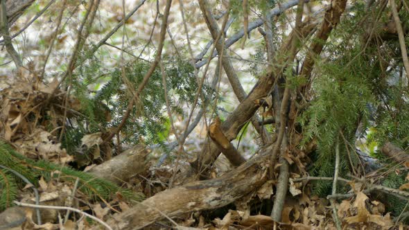 Small black bird sitting jumping and flying around on and between branches during the spring in Onta